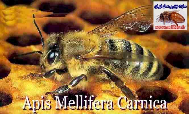 نژاد كارنيولان يا زنبورعسل خاكستري    apis.m.carnica pollman  